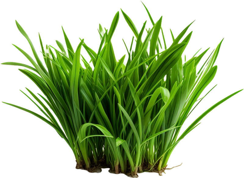 plante Carex