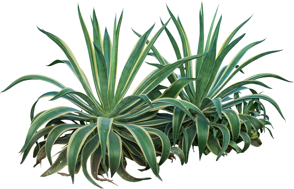 Entretien de jardin dans le 77 plante Agave