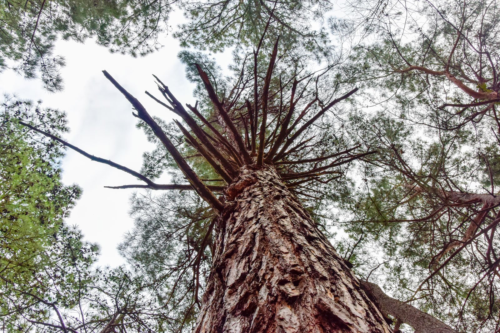 Arbre élagué