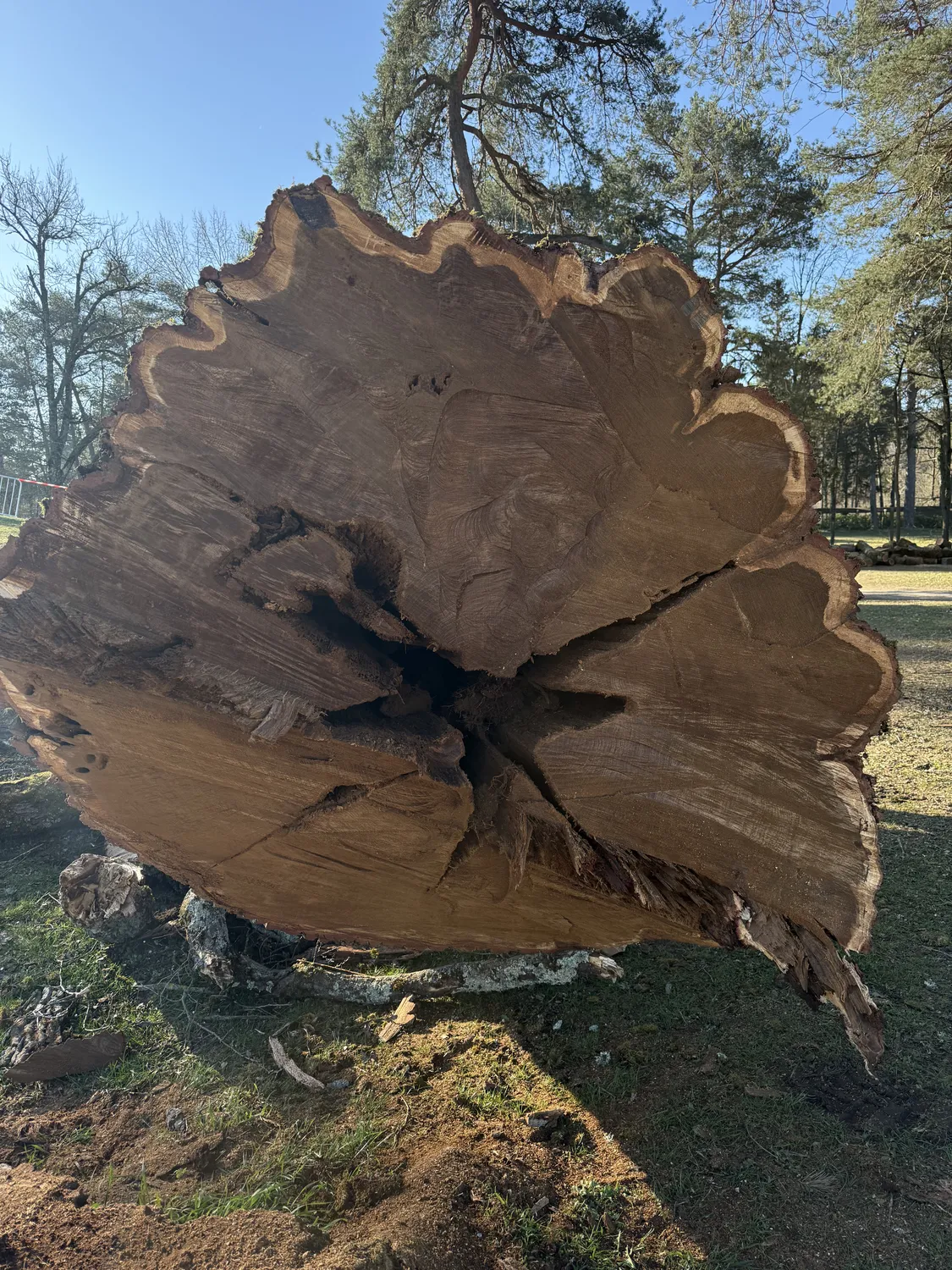 Arbre élagué